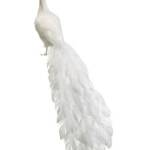 White peacock 11 inch